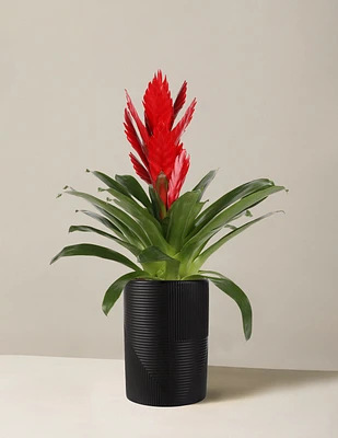 Bromeliad Vriesea Intenso