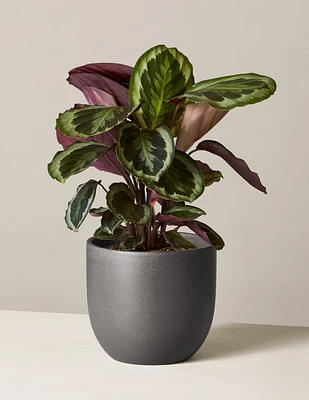 Calathea Medallion