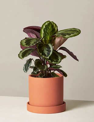 Calathea Medallion