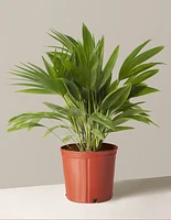 Chinese Fan Palm