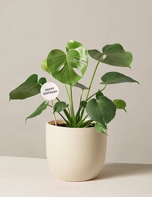 Happy Birthday Monstera Deliciosa