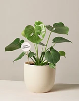 Happy Birthday Monstera Deliciosa