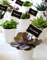 Succulent Party Pack, Set of 20