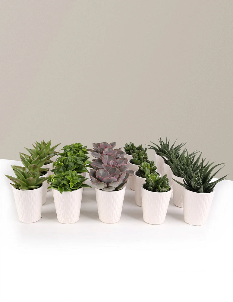 Succulent Party Pack, Set of 20