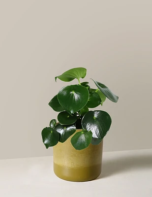 Peperomia Raindrop