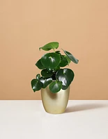 Peperomia Raindrop