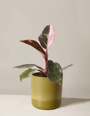 Philodendron Pink Princess