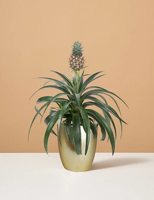 Pineapple Plant