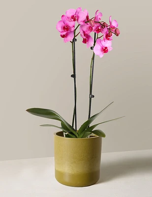 Watercolor Orchid