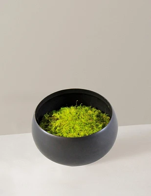 Preserved Moss in Ceramic Bowl