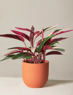 Stromanthe Triostar