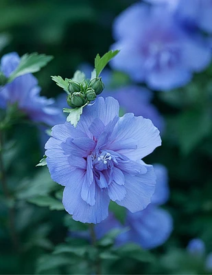 Blue Chiffon® Rose of Sharon