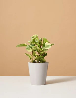 Peperomia Green Gold