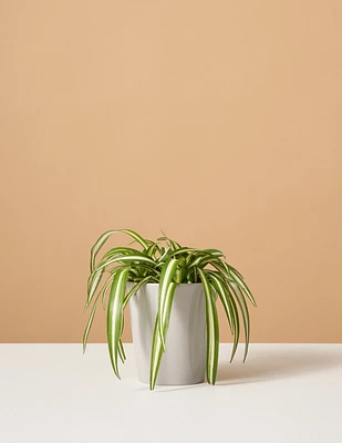 Spider Plant Variegated