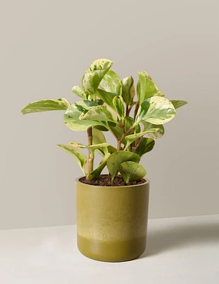 Peperomia Green Gold