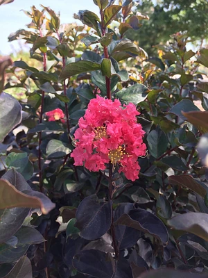 Thunderstruck™ Coral Boom™ Crape Myrtle