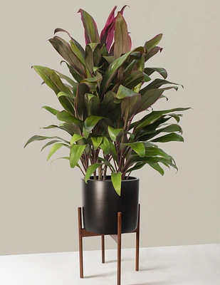 Large Cordyline Maria