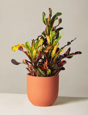 Corkscrew Croton