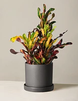 Corkscrew Croton