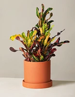 Corkscrew Croton