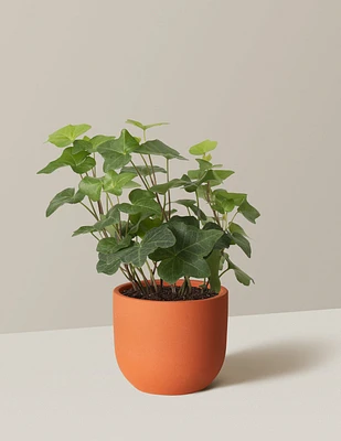 English Ivy