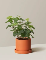 English Ivy