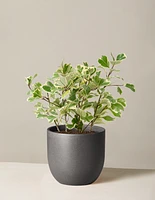 Variegated Ficus Triangularis