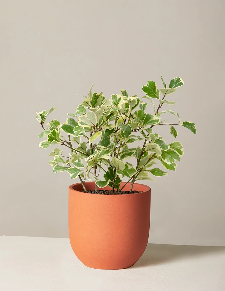 Variegated Ficus Triangularis