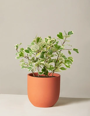 Variegated Ficus Triangularis