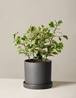 Variegated Ficus Triangularis