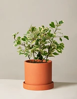 Variegated Ficus Triangularis