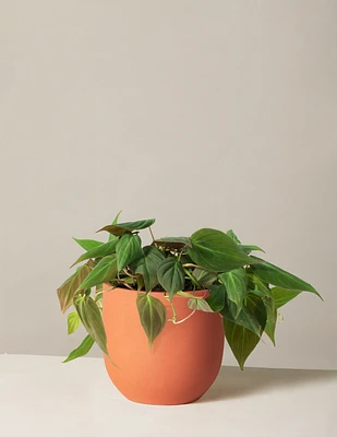 Philodendron Micans