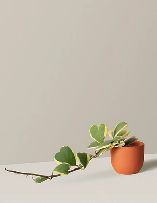 Trailing Heart-Leaf Hoya, Variegated