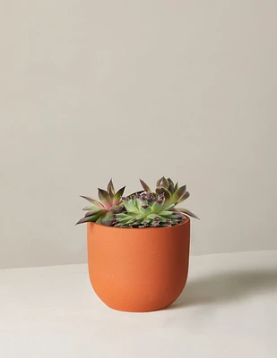 Succulent Mix