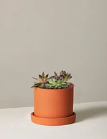 Succulent Mix