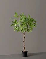 Faux Braided Money Tree