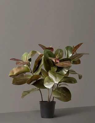 Faux Rubber Tree