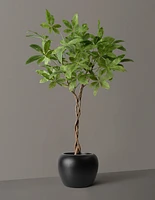 Faux Braided Money Tree