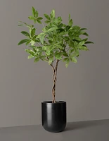 Faux Braided Money Tree