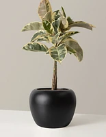 Large Ficus Tineke Tree