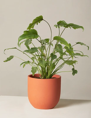 Philodendron Xanadu
