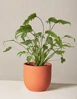 Philodendron Xanadu