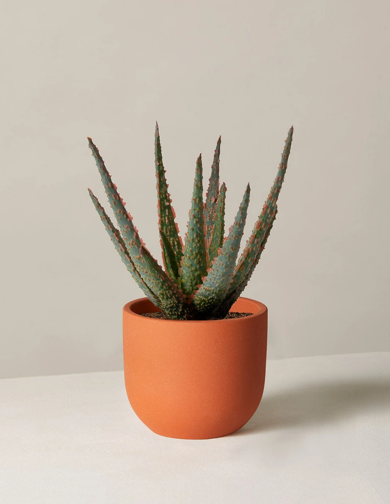 Aloe Christmas Carol