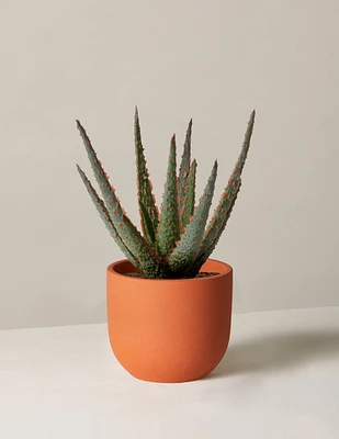 Aloe Christmas Carol