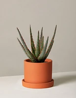 Aloe Christmas Carol
