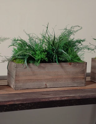 Preserved Moss & Fern Box