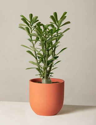 Desert Rose