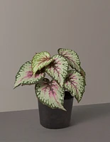 Faux Rex Begonia