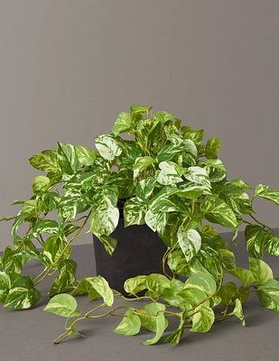 Faux Pothos Plant