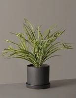 Faux Spider Plant